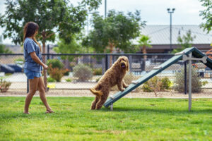 A guest stands beside a golden doodle as it climbs the agility ramp in the resort dog park, supporting hospitality lifestyle photography and brand lifestyle photography.